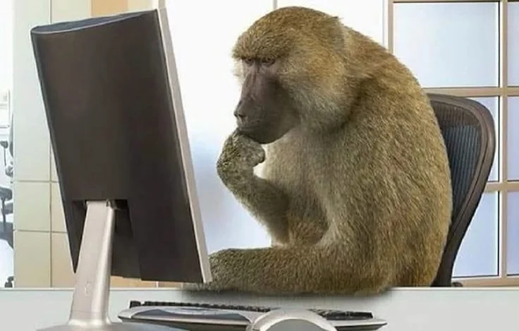 monkey